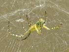 thumbs/green_spider1.jpg