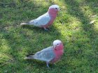 thumbs/parrot.jpg