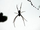 thumbs/spider1.jpg