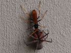 thumbs/wasp_spider.jpg