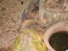 thumbs/IMG_0716.jpg