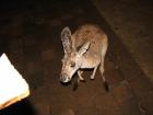 thumbs/IMG_0739.jpg