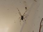 thumbs/b_redback1.jpg