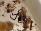thumbs/redback1.jpg
