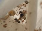 thumbs/redback3.jpg