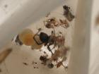 thumbs/redback4.jpg
