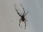thumbs/redback5.jpg