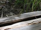 thumbs/IMG_2162.jpg