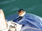 thumbs/IMG_2691.jpg