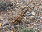 thumbs/IMG_2926.jpg