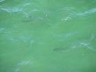 thumbs/IMG_1252.jpg
