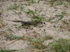 thumbs/IMG_1366.jpg