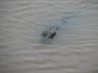 thumbs/IMG_2234.jpg