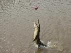 thumbs/IMG_2247.jpg