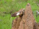 thumbs/IMG_2428.jpg