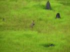 thumbs/IMG_2484.jpg