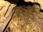 thumbs/IMG_0577.jpg