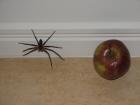 thumbs/IMG_0845.jpg