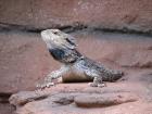 thumbs/IMG_1010.jpg