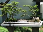 thumbs/IMG_1679.jpg