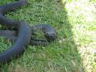 thumbs/IMG_4227.jpg