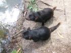 thumbs/IMG_4250.jpg